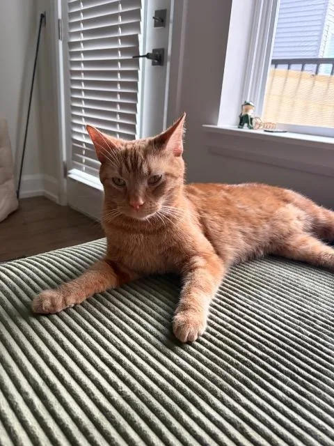 A young medium-sized male Domestic Short Hair cat named Go Fish for adoption in Cincinnati, OH