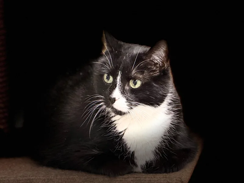 A senior extra large-sized female Black & White / Tuxedo Domestic Long Hair cat named Cookie for adoption in Westerly, RI