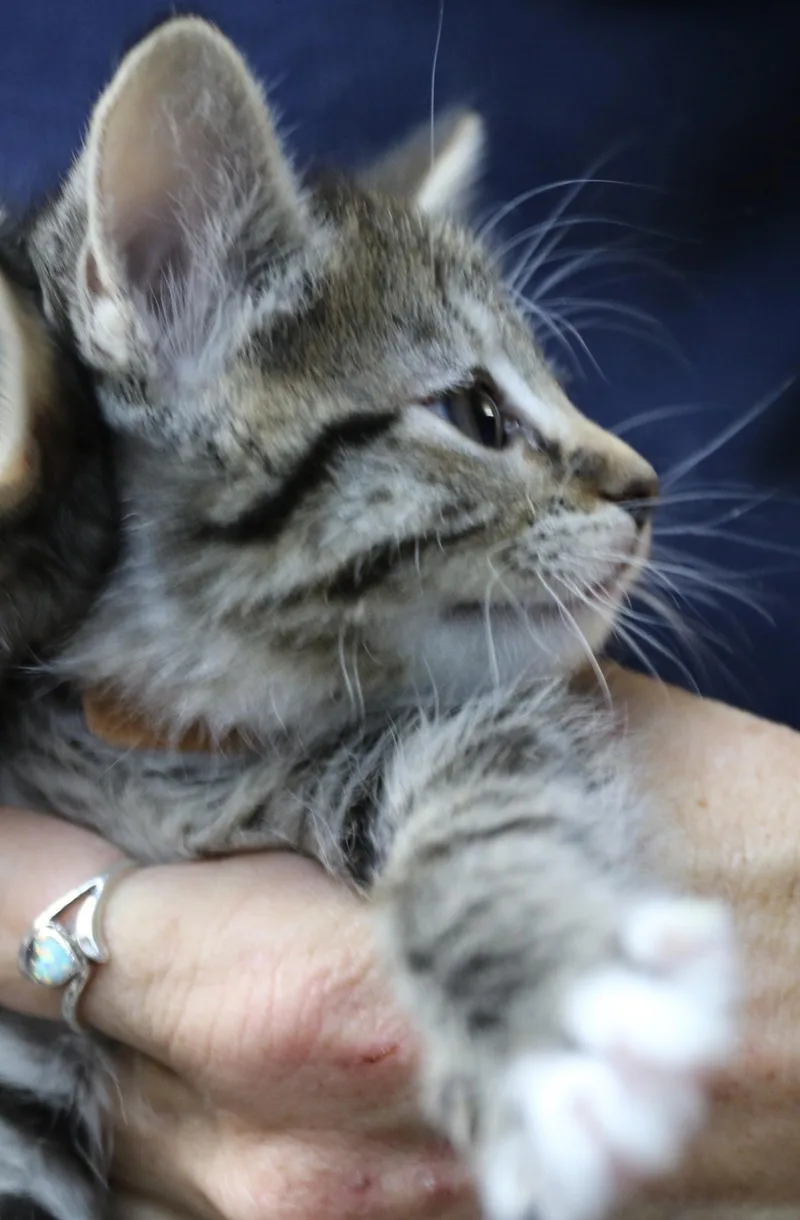 A baby medium-sized female Tabby (Gray / Blue / Silver) Tabby cat named Kate for adoption in Cut Bank, MT