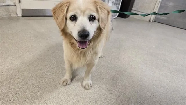 An adult medium-sized male Golden Retriever dog named Cookie for adoption in Riverside, CA