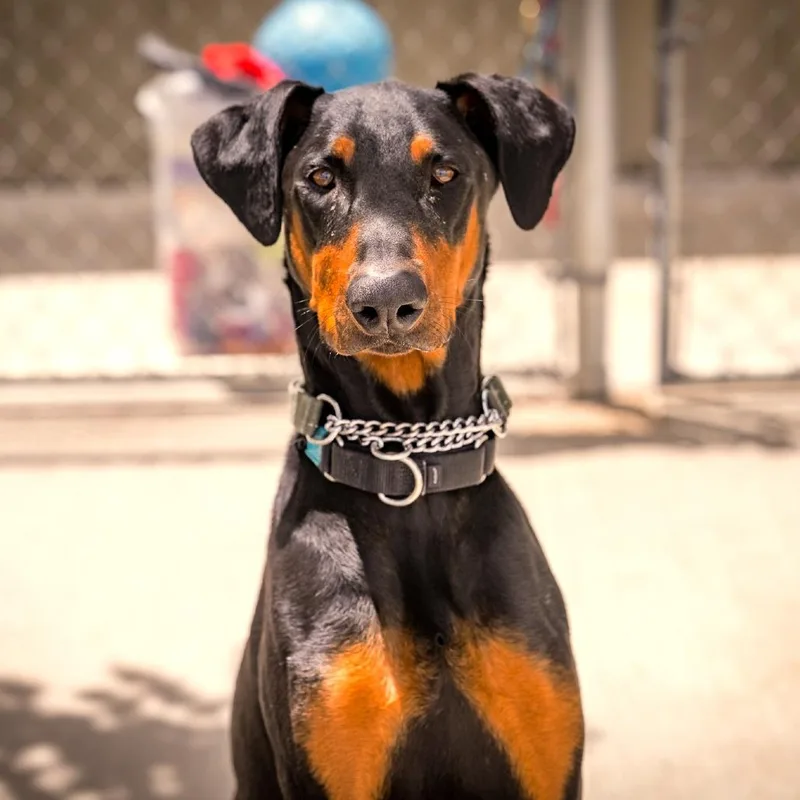 An adult large-sized male Doberman Pinscher dog named Cerberus for adoption in Joshua Tree, CA