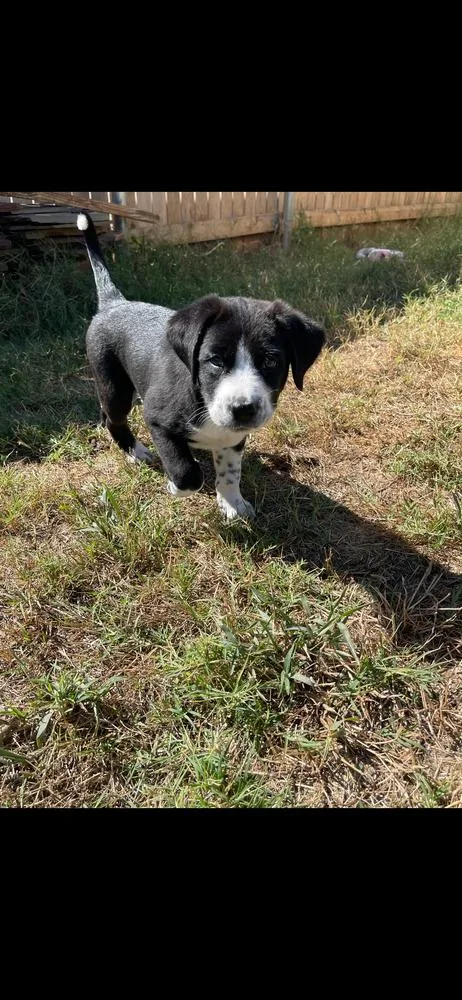 A baby medium-sized male Border Collie dog named Ranger for adoption in Warr Acres, OK
