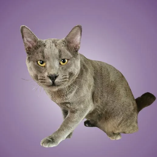 An adult large-sized male Gray / Blue / Silver Russian Blue cat named Ninja Turtle for adoption in Austin, TX