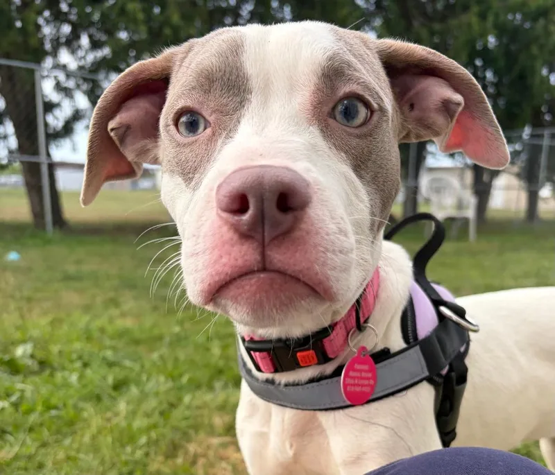 A baby medium-sized female White / Cream Mixed Breed dog named Hazel for adoption in Lapeer, MI
