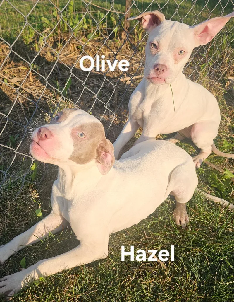 Hazel thumbnail 2