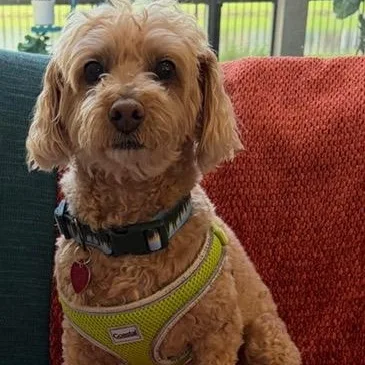 An adult small-sized male Apricot / Beige Maltipoo dog named Tucker for adoption in Boca Raton, FL