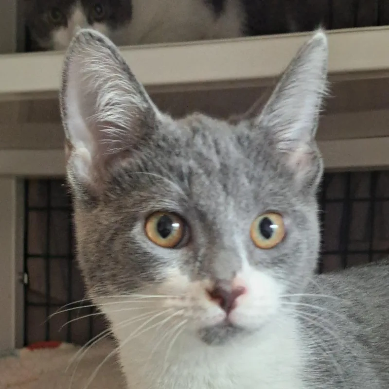 A baby small-sized female Domestic Short Hair cat named Two Bit for adoption in Chicago, IL