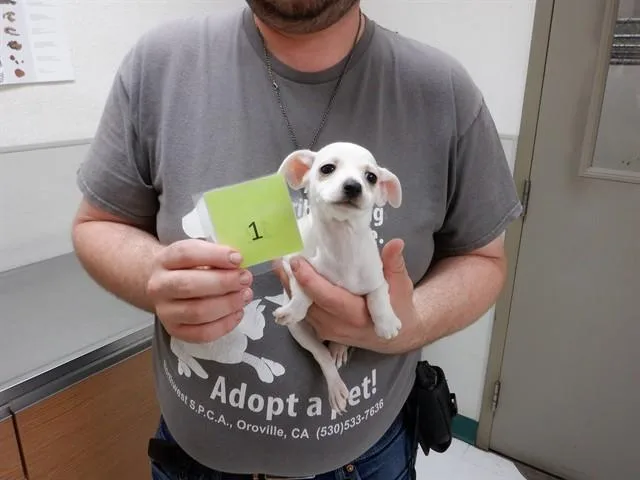 A baby small-sized female Chihuahua dog named Squirt for adoption in Oroville, CA