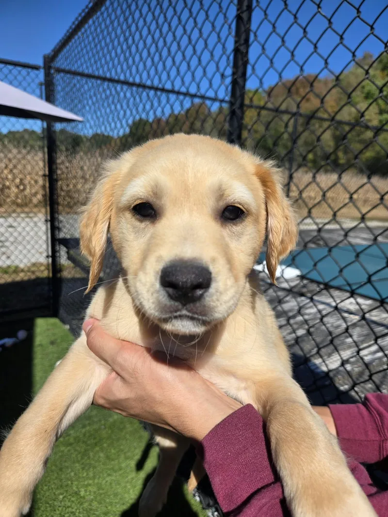 A baby medium-sized male Golden Retriever dog named Hashbrown for adoption in Richmond, KY