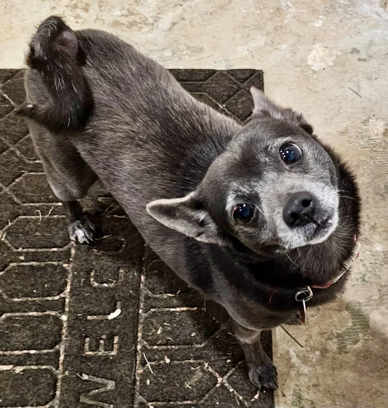 Precious & Toby thumbnail 3