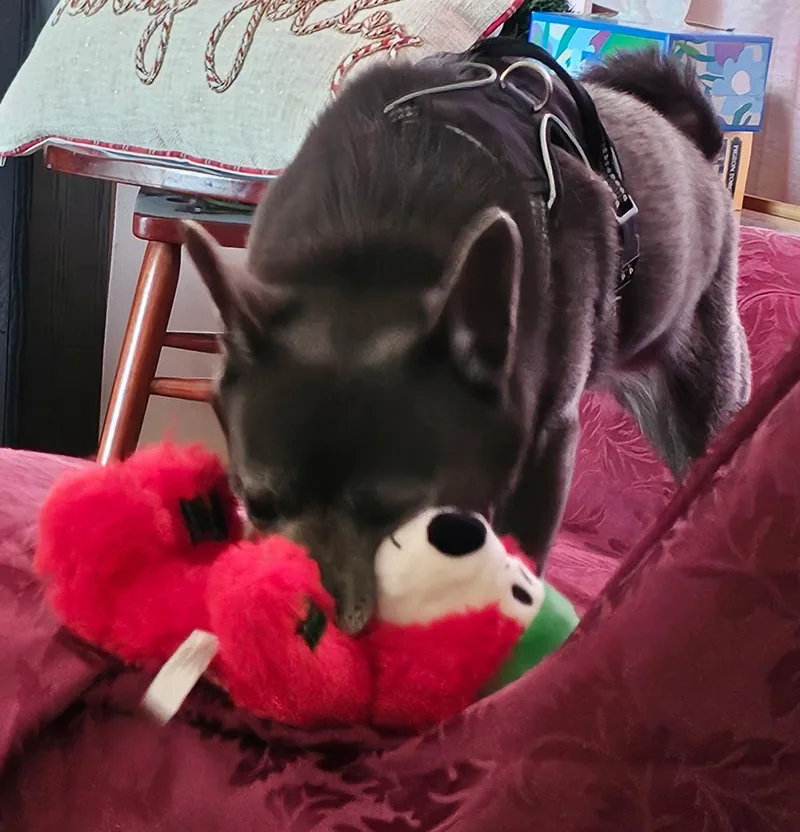 Precious & Toby thumbnail 6