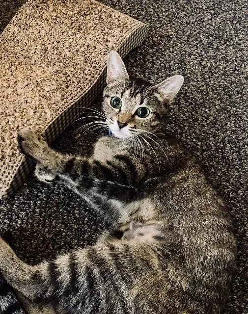 A young medium-sized female Domestic Short Hair cat named Frances for adoption in Cincinnati, OH