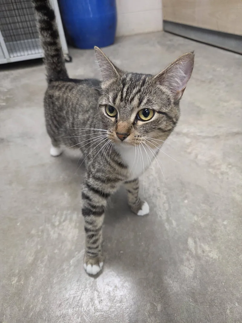An adult medium-sized female Tabby (Brown / Chocolate) Domestic Short Hair cat named Lola for adoption in Chilton, WI