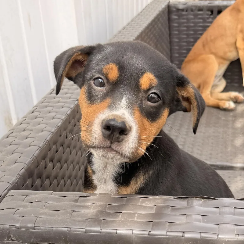 A baby medium-sized male Tricolor (Brown, Black, & White) Doberman Pinscher dog named Max for adoption in Carmel, NY