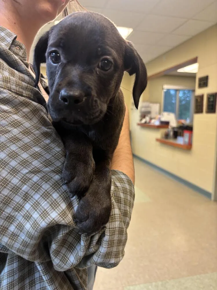A baby small-sized male Black Retriever dog named Dusty for adoption in Kalamazoo, MI