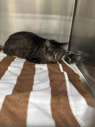 An adult medium-sized male Domestic Short Hair cat named Buster for adoption in Cincinnati, OH