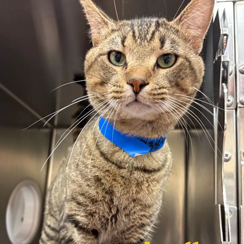 An adult large-sized male Domestic Short Hair cat named Apollo for adoption in Cumming, GA