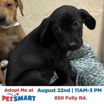 A young small-sized male Labrador Retriever dog named a Mercury for adoption in North Charleston, SC