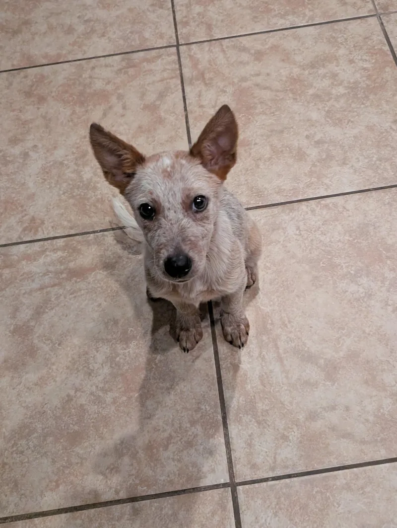 A young medium-sized male Australian Cattle Dog / Blue Heeler dog named Joey for adoption in Bradenton, FL