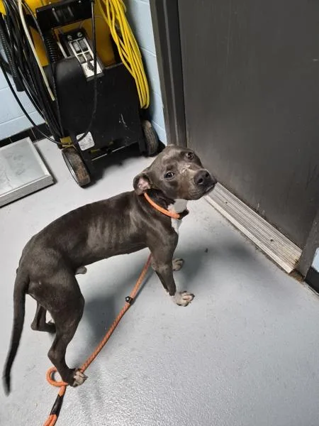 A young medium-sized male Pit Bull Terrier dog named Ic for adoption in Lawrenceville, GA