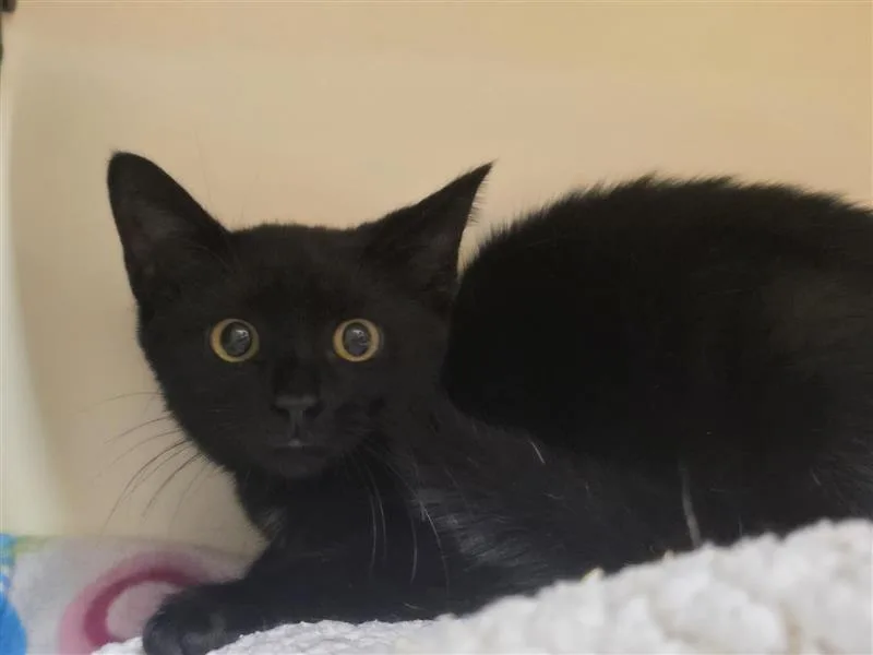 A baby medium-sized female Black Domestic Short Hair cat named Basil for adoption in Prince Frederick, MD