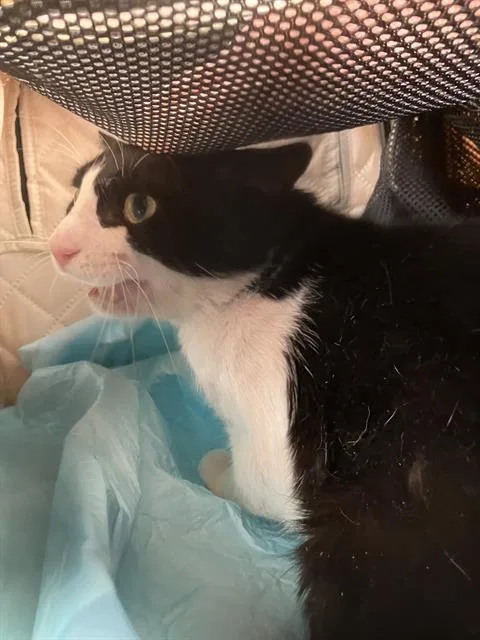 A young small-sized male Domestic Short Hair cat named Charles for adoption in Dallas, TX
