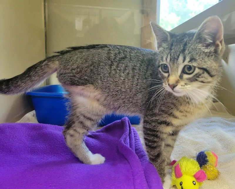 A baby medium-sized female Domestic Short Hair cat named Tilly for adoption in Portage, WI