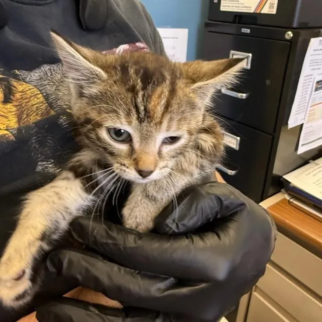 A baby small-sized female Domestic Short Hair cat named Camembert for adoption in Alameda, CA