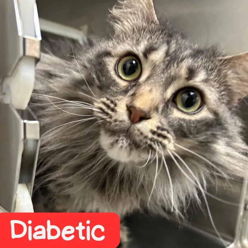 A senior large-sized female Gray / Blue / Silver Domestic Long Hair cat named Nala NOCO for adoption in Denver, CO