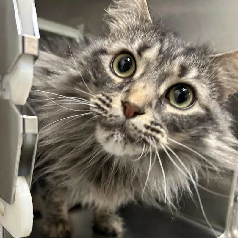 Nala NOCO thumbnail 2