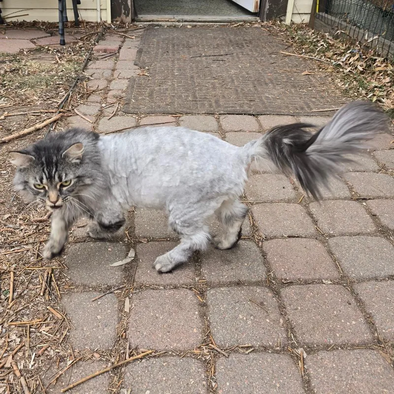 Nala NOCO thumbnail 3