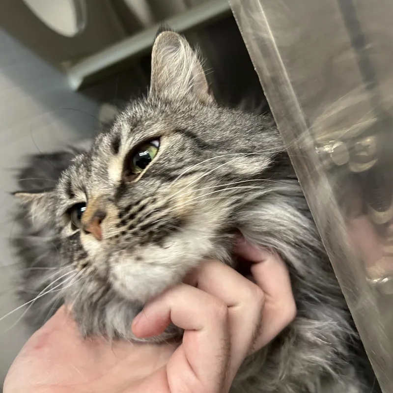 Nala NOCO thumbnail 4