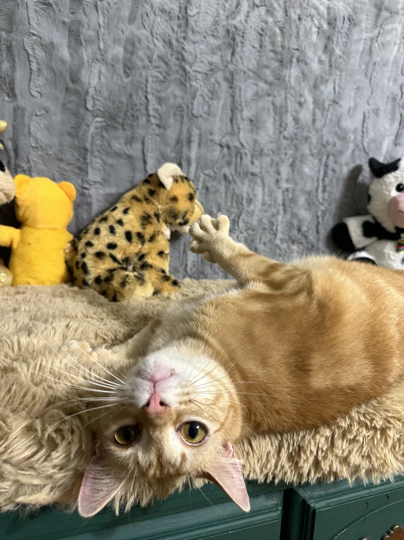 Lukas And Linus thumbnail 2