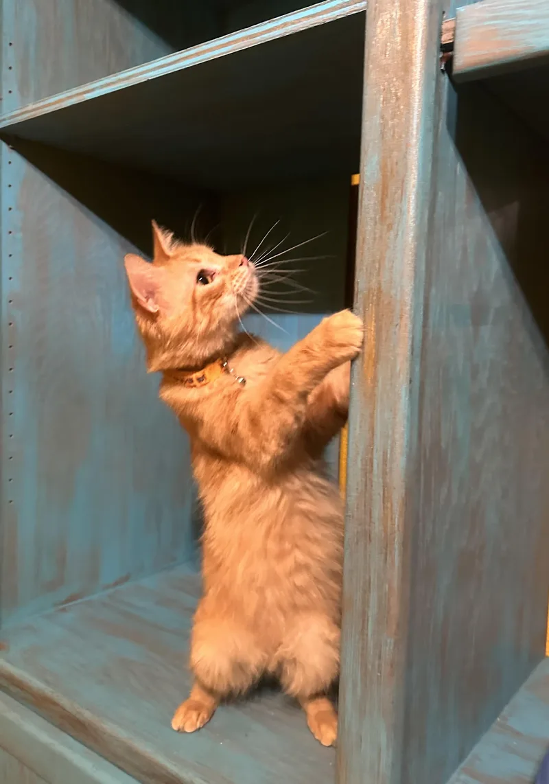 Lukas And Linus thumbnail 3