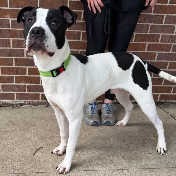 An adult medium-sized male White / Cream Pit Bull Terrier dog named Sutter for adoption in Waterloo, IA