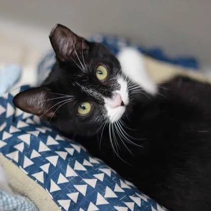 A baby small-sized female Black Domestic Short Hair cat named Girly Girl for adoption in Atlanta, GA