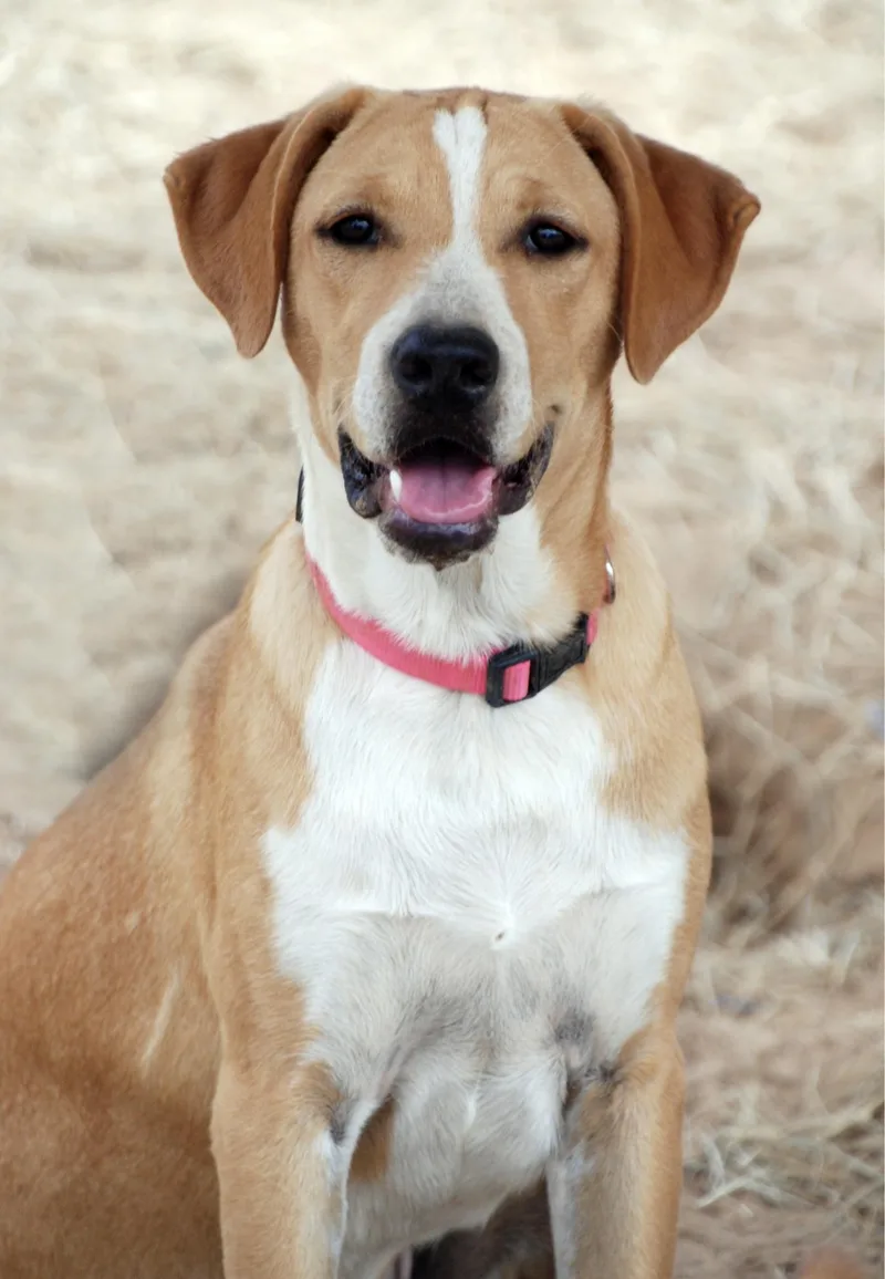 Pink Girl thumbnail 6