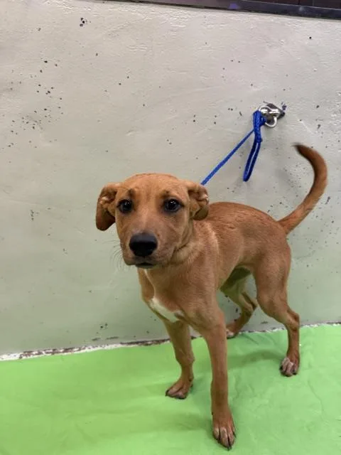 A baby small-sized female German Shepherd Dog dog named Rose for adoption in Houston, TX