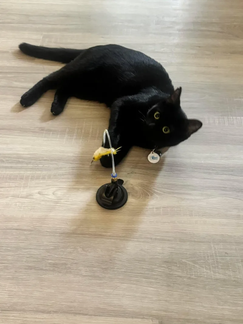 A young medium-sized female Black Domestic Short Hair cat named Saturn for adoption in Phoenix, AZ