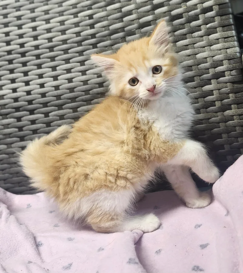 A young medium-sized male Orange & White Domestic Long Hair cat named Freeway for adoption in Cosby, TN