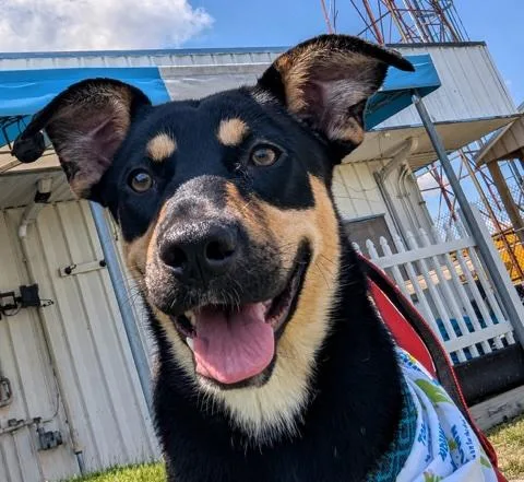 A young medium-sized female Mixed Breed dog named Rosie for adoption in Mount Royal, NJ