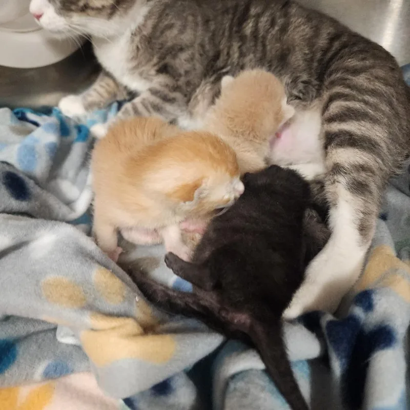 Mochi thumbnail 2