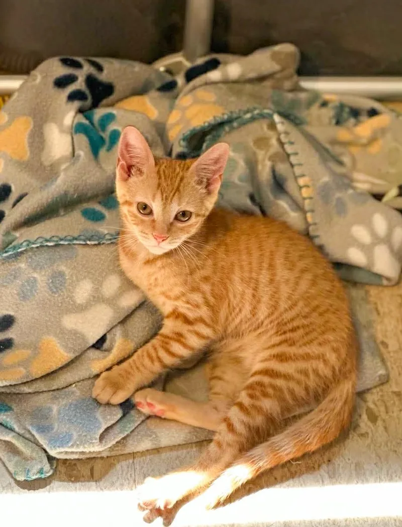 A baby medium-sized female Orange / Red Domestic Short Hair cat named Honey Bee for adoption in Mullica Hill, NJ