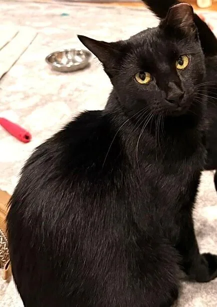 An adult medium-sized male Domestic Short Hair cat named Titan for adoption in Omaha, NE