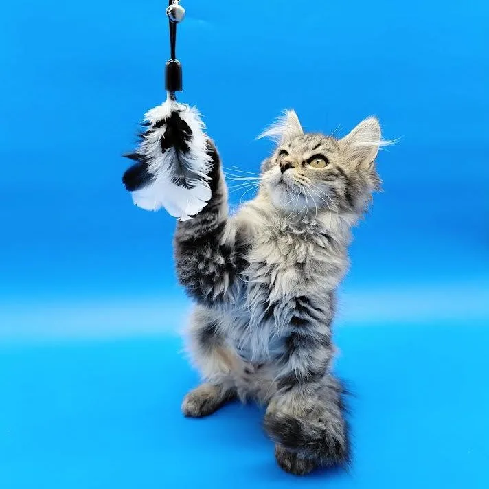 A baby medium-sized female Domestic Long Hair cat named Ketchup for adoption in Springfield, MO