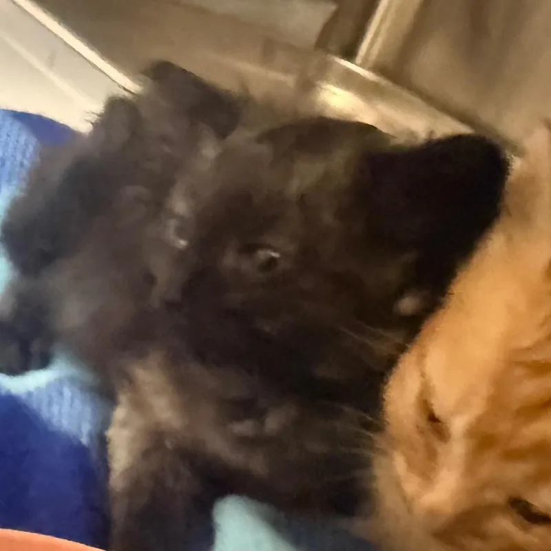 A baby small-sized male Black Domestic Short Hair cat named Blackberry for adoption in Winston-Salem, NC