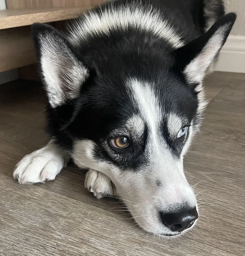 A young small-sized female Husky dog named Star for adoption in Menifee, CA
