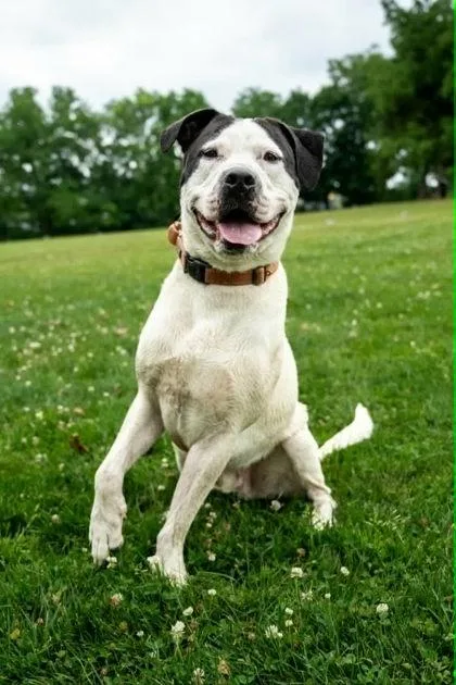 An adult large-sized male Mixed Breed dog named Fonz for adoption in West Chester, PA