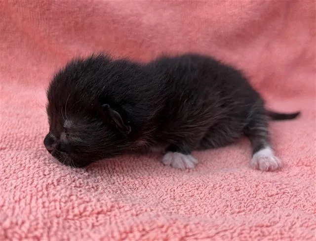 A baby medium-sized female Domestic Short Hair cat named Aries for adoption in Dallas, TX