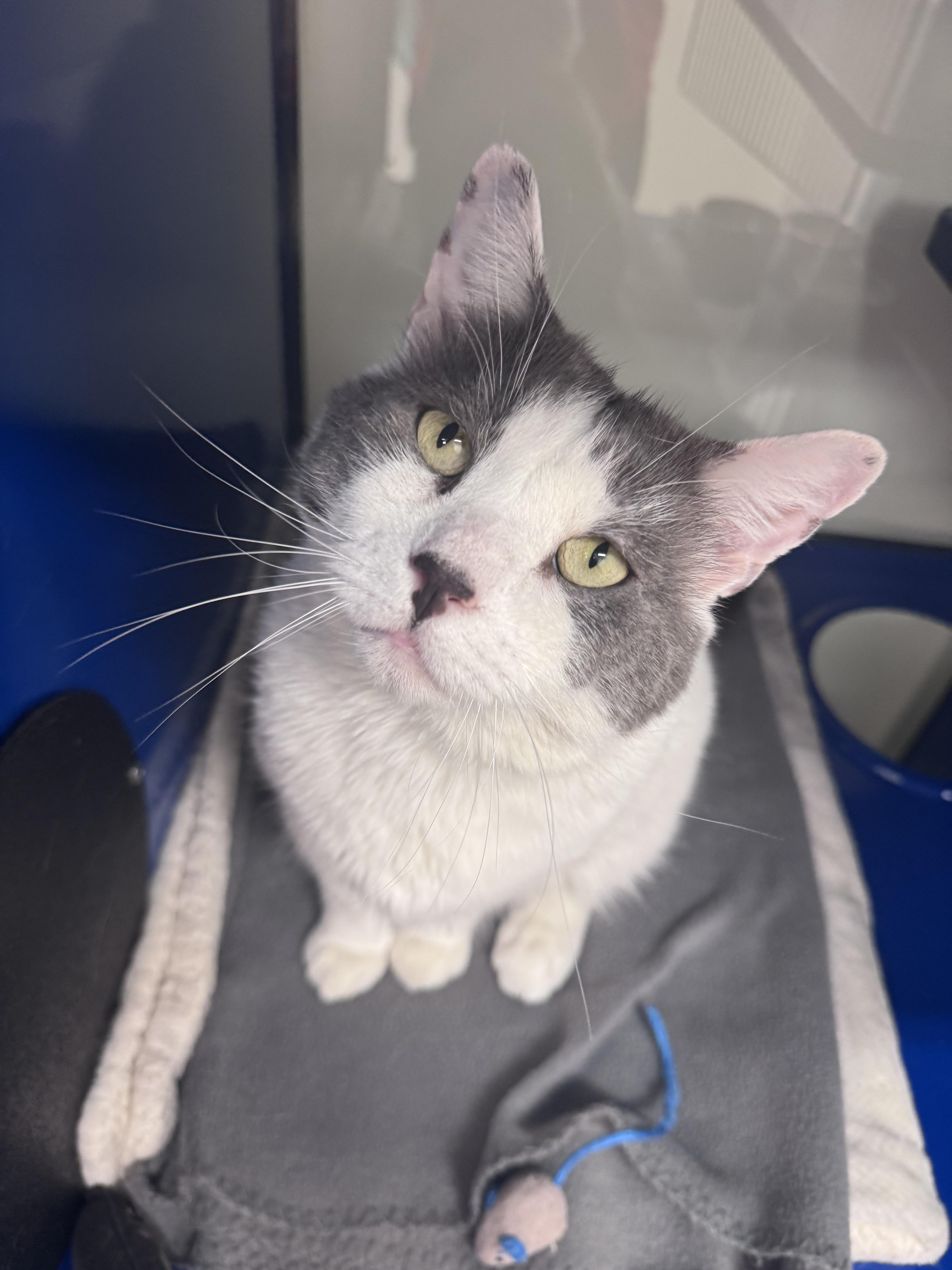 A young large-sized male Gray & White Domestic Medium Hair cat named Rocky for adoption in Cherryfield, ME